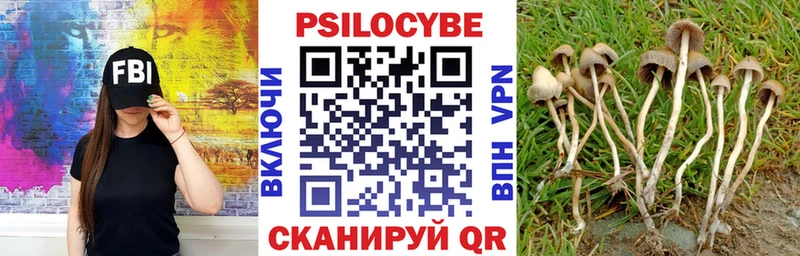 Псилоцибиновые грибы мицелий  закладка  Кашира 